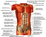 Anatomie: buikwand,rug,rugspier,buikspier,musculus obliquus,musculus transversus,musculus rectus,Poupart,ligamentum inguinalis,lattisimus dorsi,a. epigastrica,serratus anterior,trapezius,gluteus,teres major,teres minor,rhomboideus,supraspinatus,infraspinatus,levetor scapulae